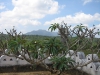 habarana-view-from-temple