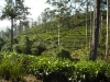 Tea Plantations - Near Sabaragamuwa University