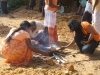 VIKUMGAMA MILK BOILING CEREMONY