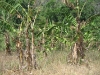 KOONAWALANA DRIED LANDSCAPE