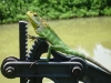 biodiversity_in_sri_lanka