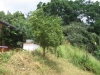 PUWAKGAHAWELA OUR MANGO TREE JAN 2015