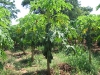 SAMAGIPURA OPENING PAPAYA TREES