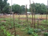 SIGIRIYA GARDEN GARDEN ZONE