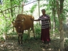 THELULLA-JANAPODAYA-LADY-WITH-COW-2017